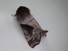 Gonoclostera timoniorum