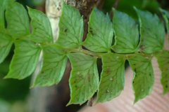 Polystichum stenophyllum