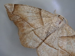 Endropiodes indictinaria