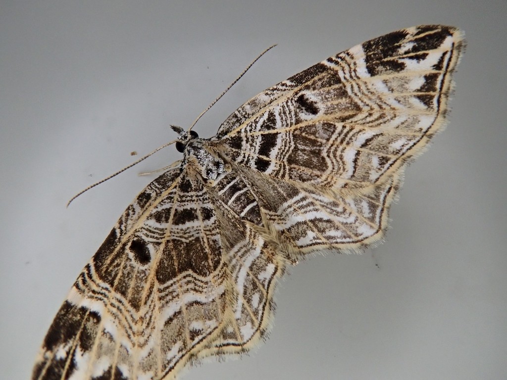 Lobogonodes erectaria