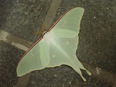 Actias aliena aliena