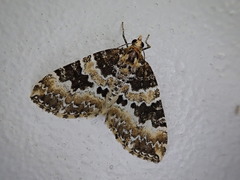 Electrophaes corylata