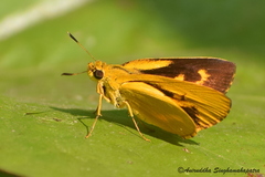 Cupitha purreea