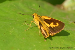 Cupitha purreea