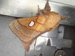 Somadasys brevivenis