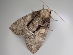 Chytonix albonotata