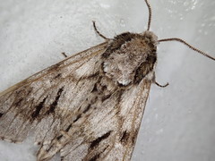 Kentrochrysalis consimilis