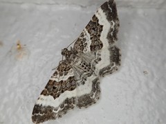 Epirrhoe supergressa supergressa
