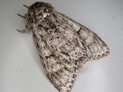 Pheosiopsis olivacea