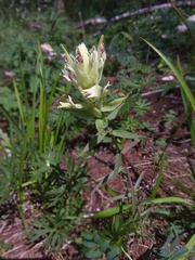 Castilleja pallida