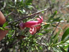 Eremophila maculata
