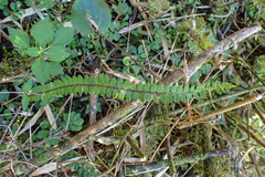 Polystichum stenophyllum