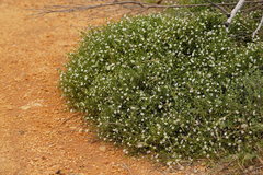 Cyphanthera myosotidea