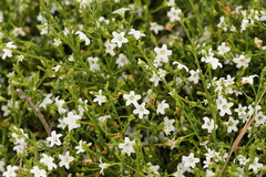 Cyphanthera myosotidea