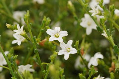 Cyphanthera myosotidea