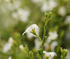 Cyphanthera myosotidea