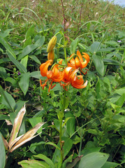 Lilium distichum