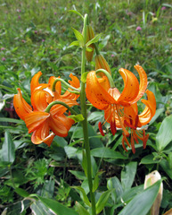 Lilium distichum