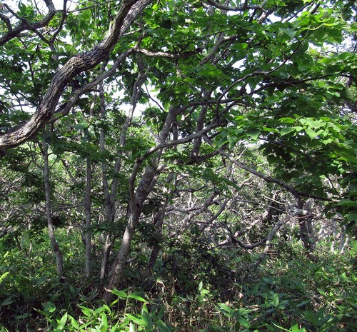 Tilia maximowicziana iNat (1)
