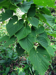 Tilia maximowicziana