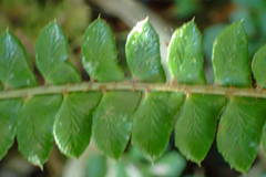 Polystichum stenophyllum