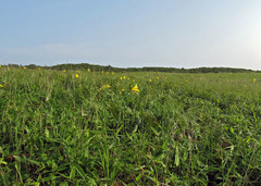 Hemerocallis yezoensis