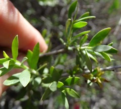 Eremophila maculata