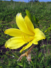 Hemerocallis yezoensis