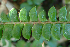 Polystichum stenophyllum