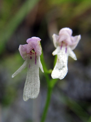 Hemipilia kinoshitae