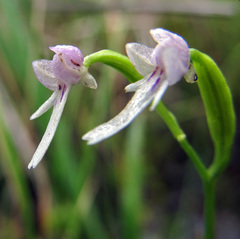 Hemipilia kinoshitae