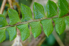 Polystichum stenophyllum