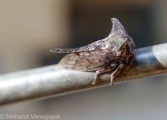 Oxyrhachis