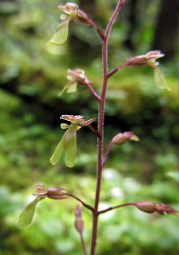 Neottia nipponica iNat (1)