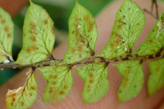 Polystichum stenophyllum
