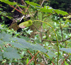 Acer ukurunduense