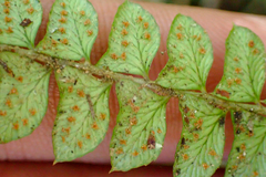 Polystichum stenophyllum
