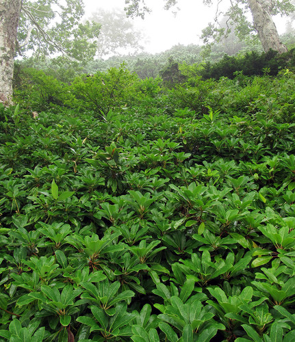 Daphniphyllum macropodum iNat (2)