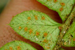 Polystichum stenophyllum