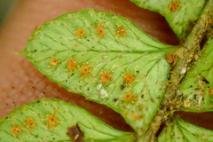 Polystichum stenophyllum