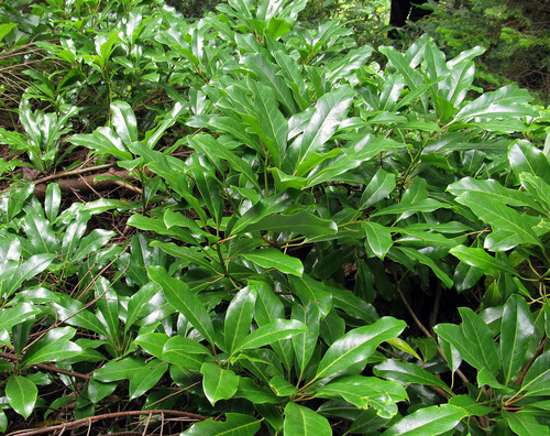 Daphniphyllum macropodum iNat (3)