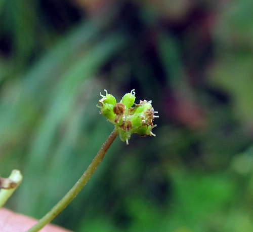 Hydrocotyle ramiflora iNat (1)