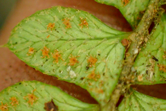 Polystichum stenophyllum