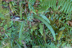 Polystichum stenophyllum