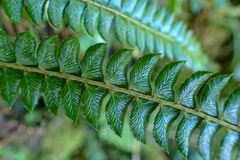 Polystichum stenophyllum