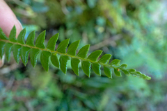 Polystichum stenophyllum