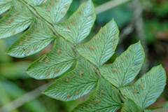 Polystichum stenophyllum