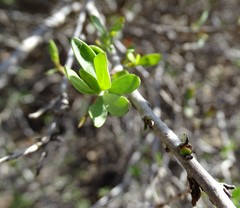 Eremophila maculata