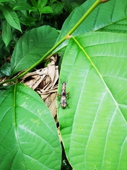 Arrhenodini