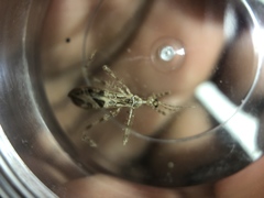 Stenolemus fraterculus